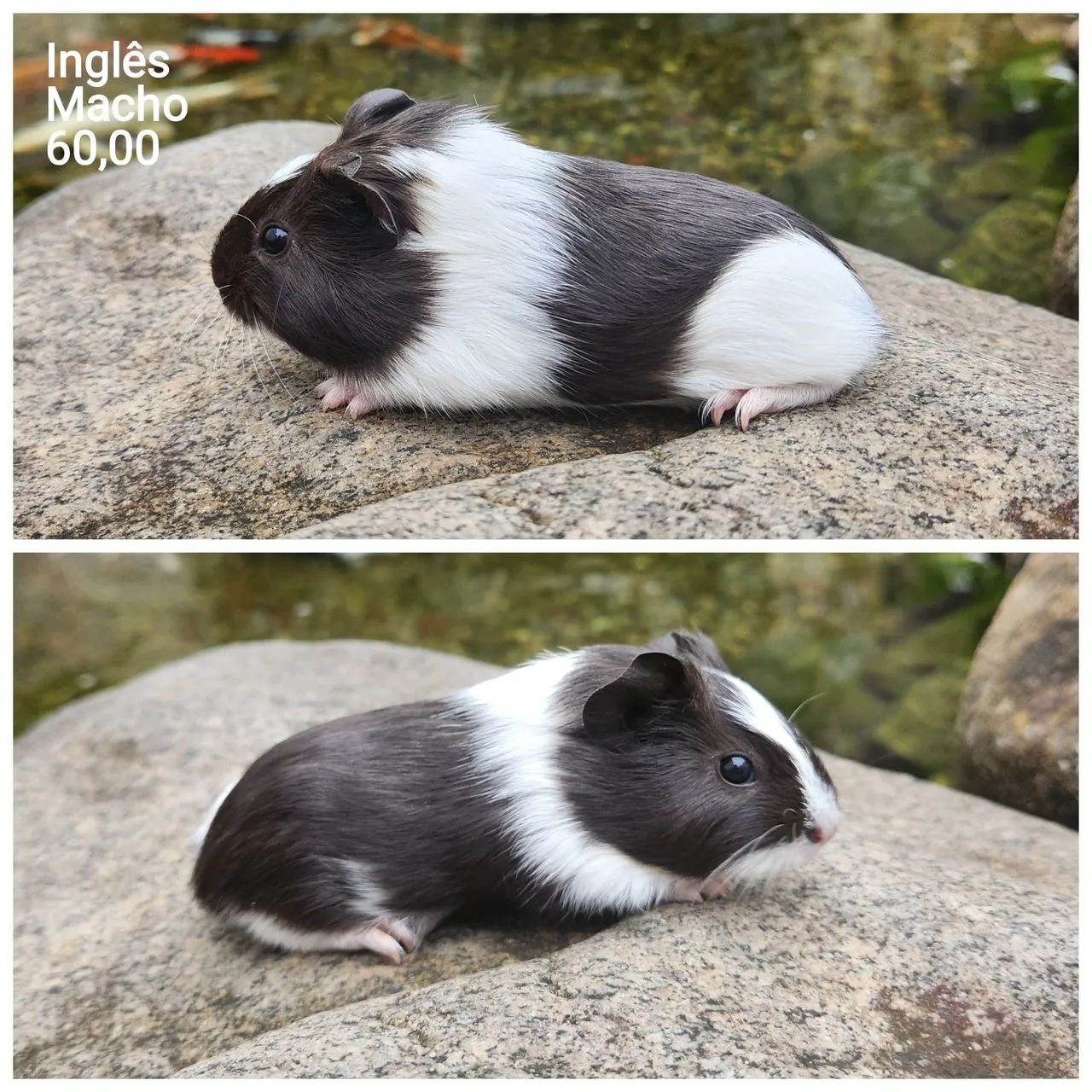 Porquinho da índia  - Foto 5