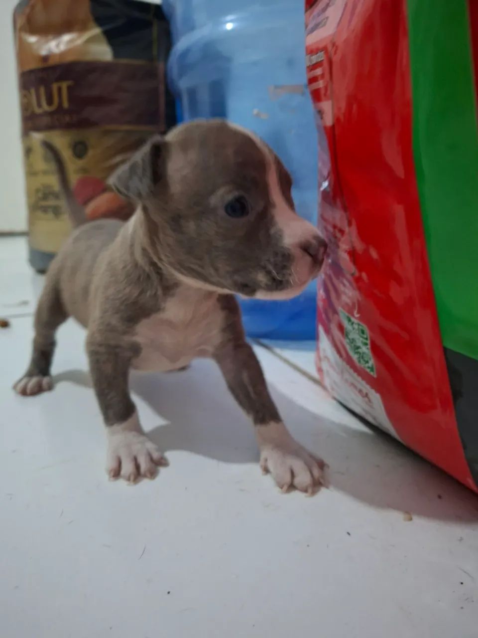 Filhotes de Pitbull  - Foto 2