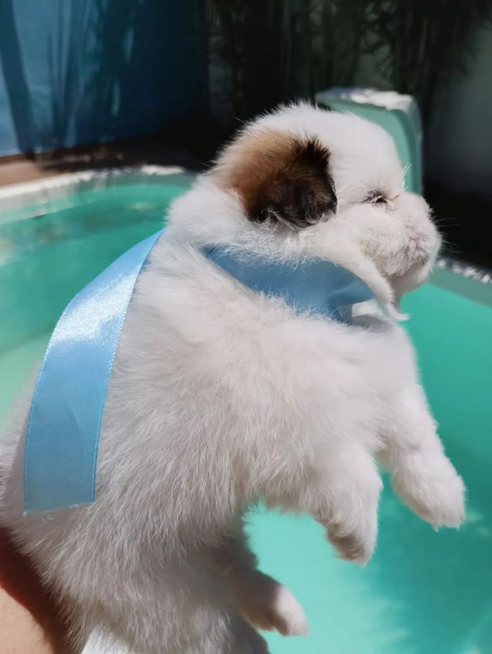 Shih Tzu macho  - Foto 2