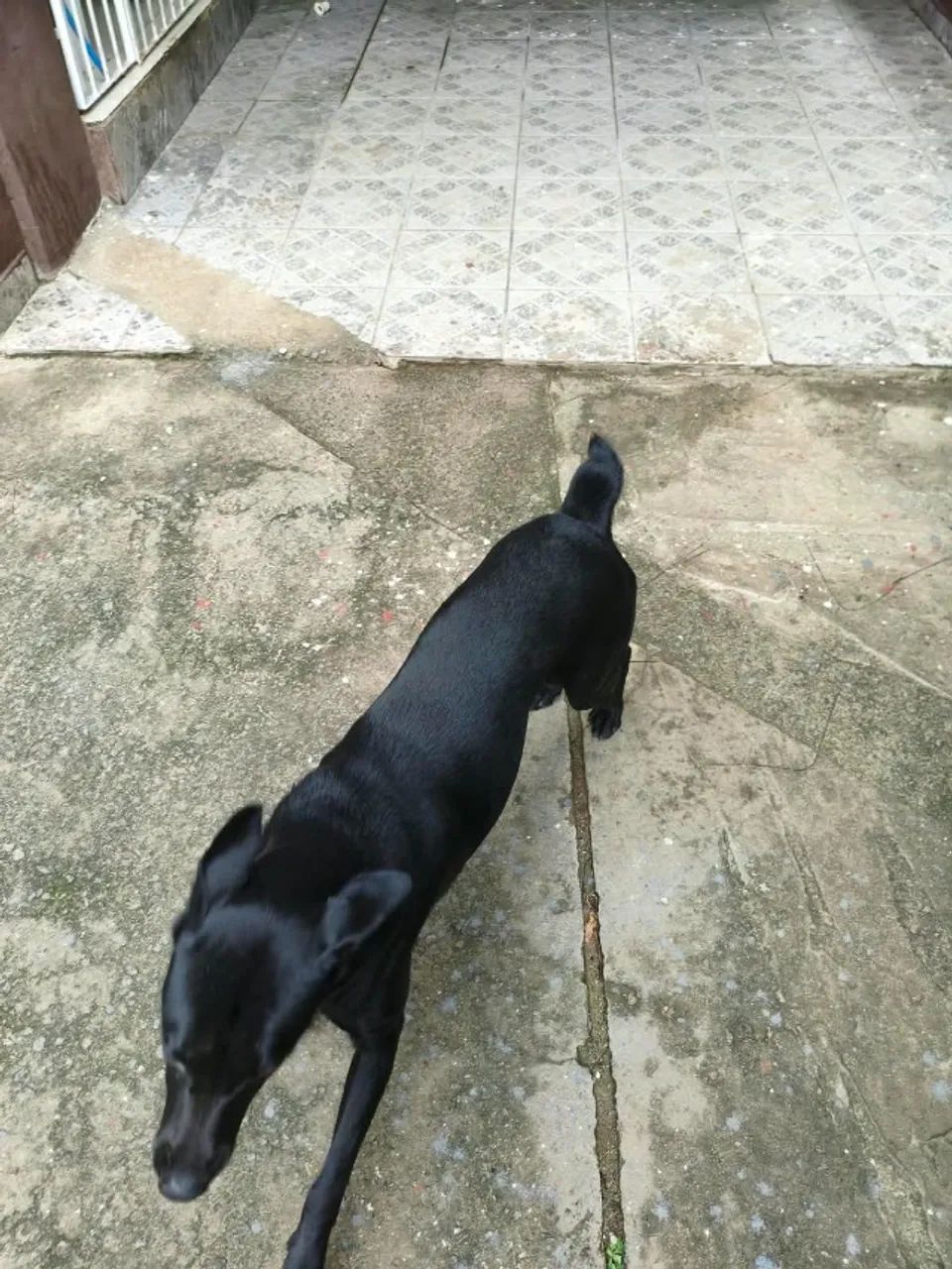 Doa-se Cachorro - Foto 3