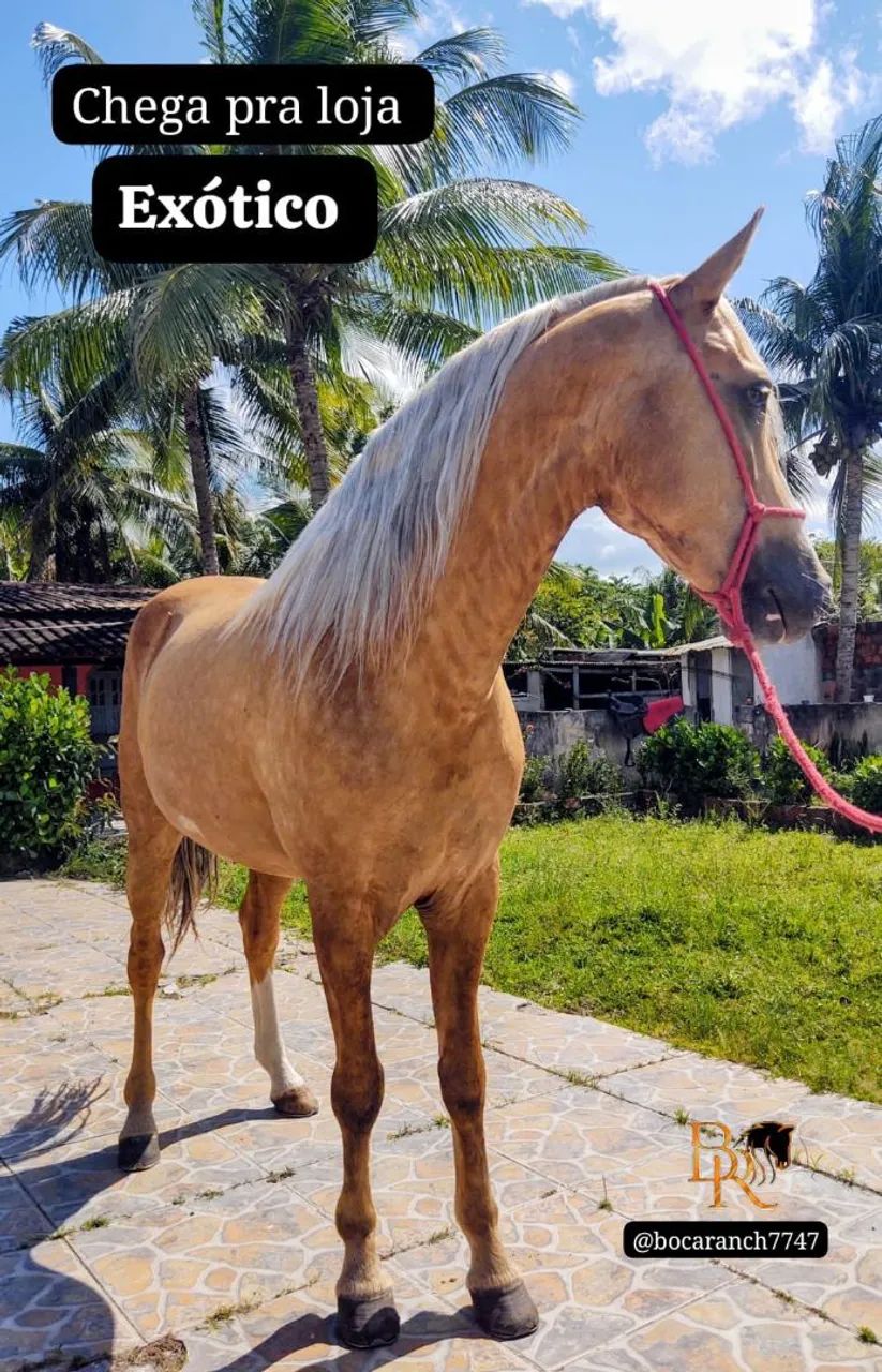 Cavalo 