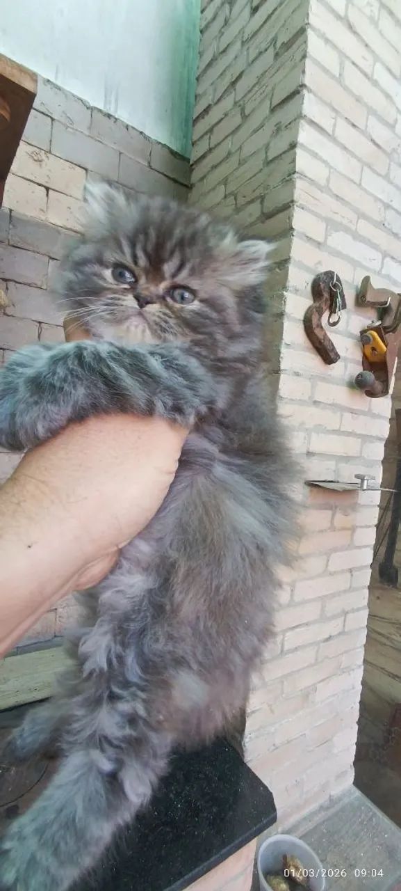Gatos Persas de $2.300 por $1.999 - Foto 4