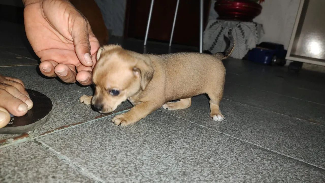 Pinscher  - Foto 3