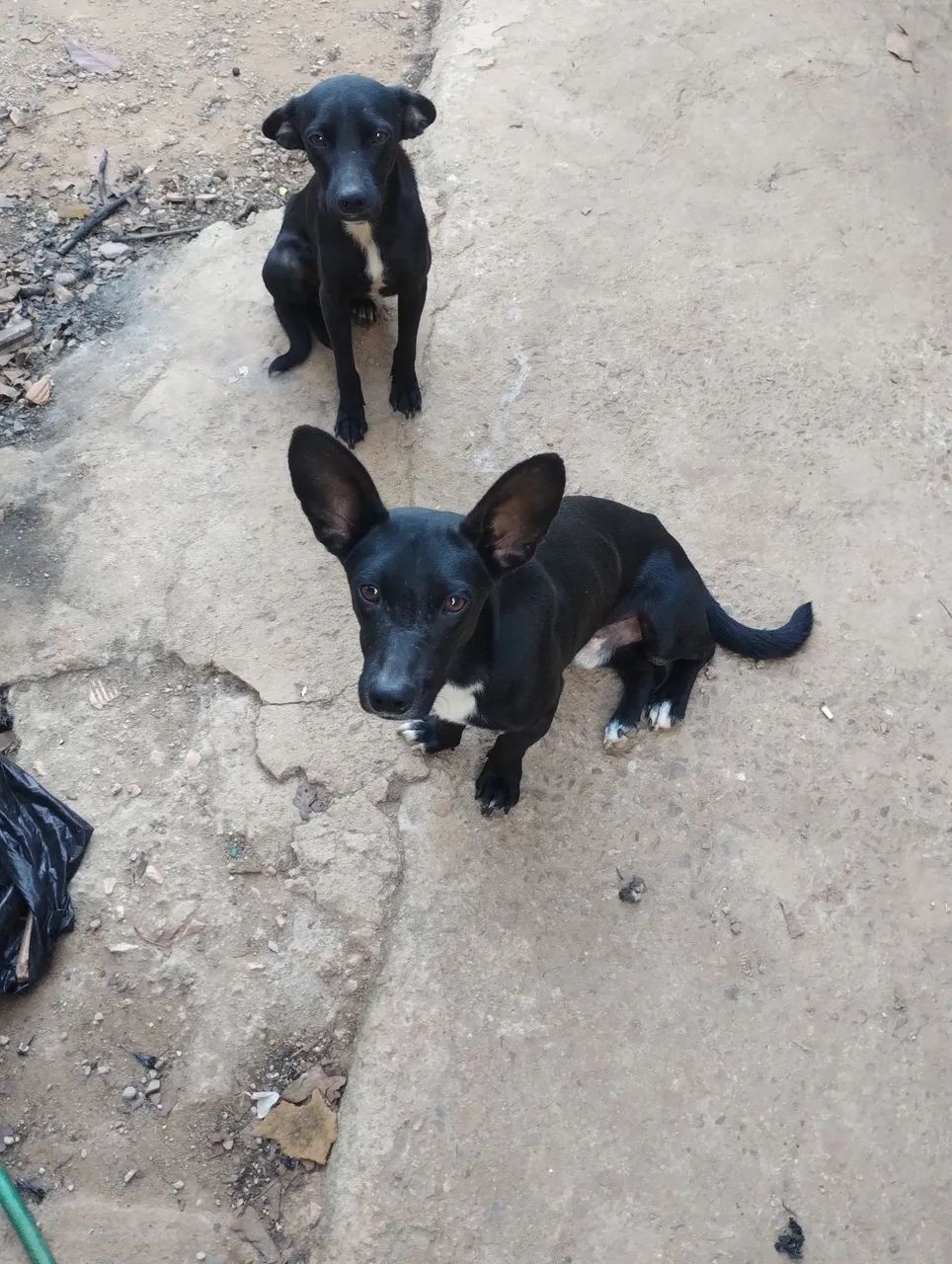 Doação de Pet SRD  - Foto 2