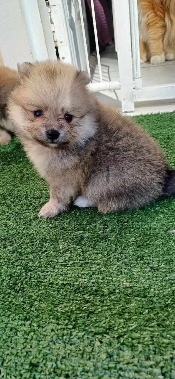 Spitz alemão anão 