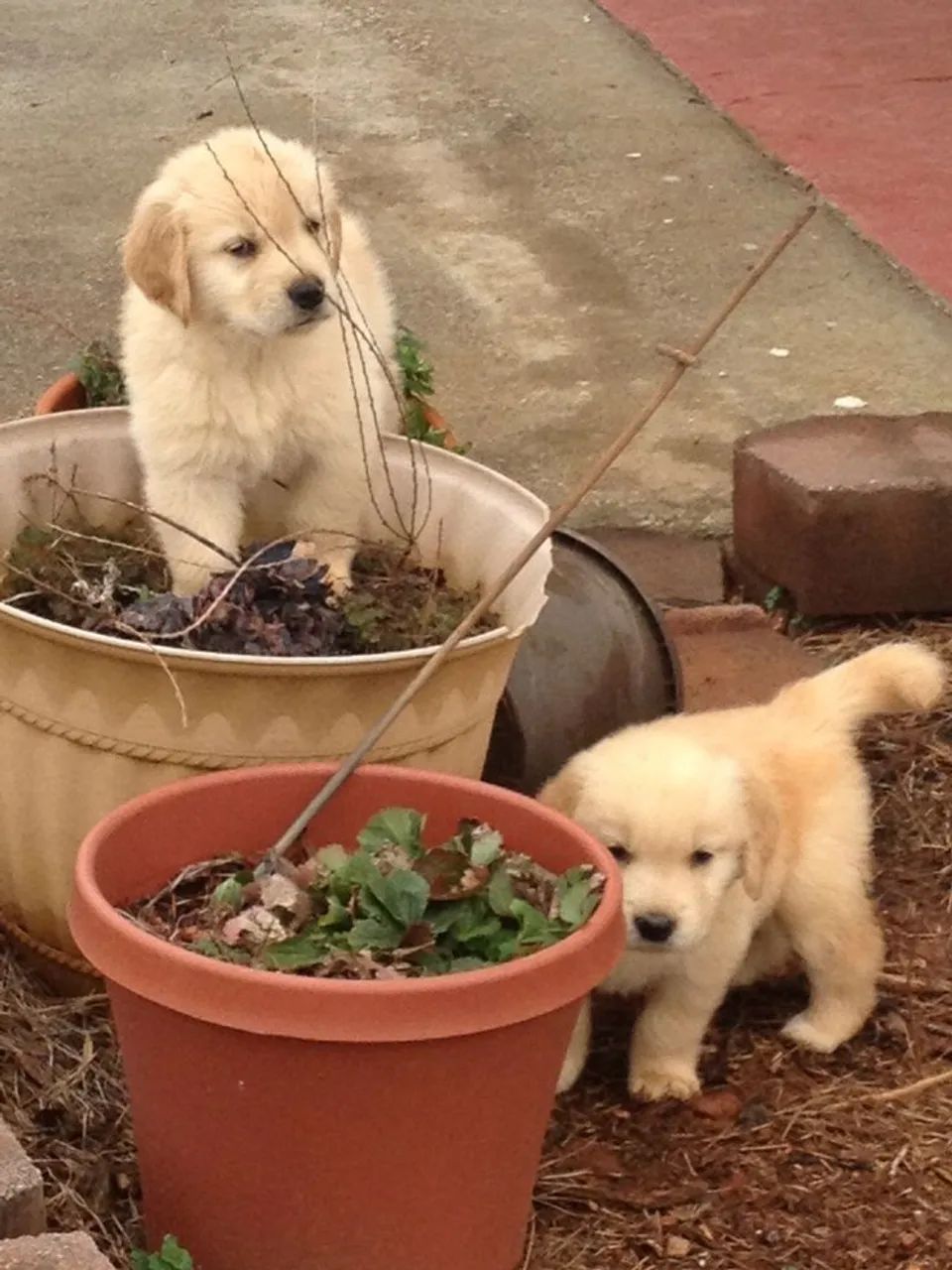 Golden Retriever 