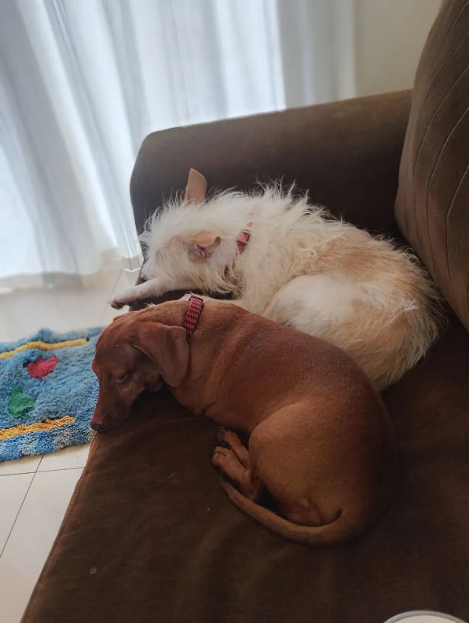 Doa-se duas pets - Foto 2