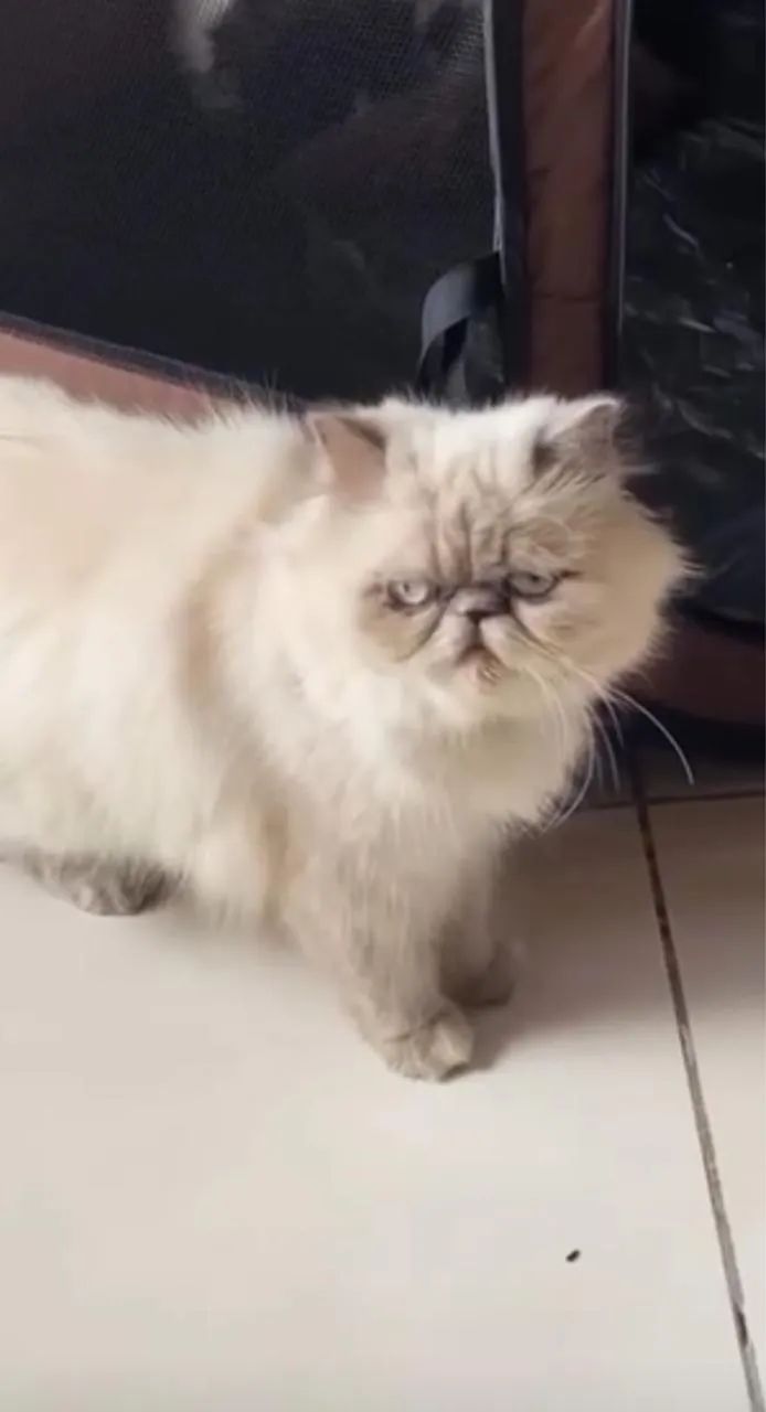 Gatinho Persa disponível  - Foto 6