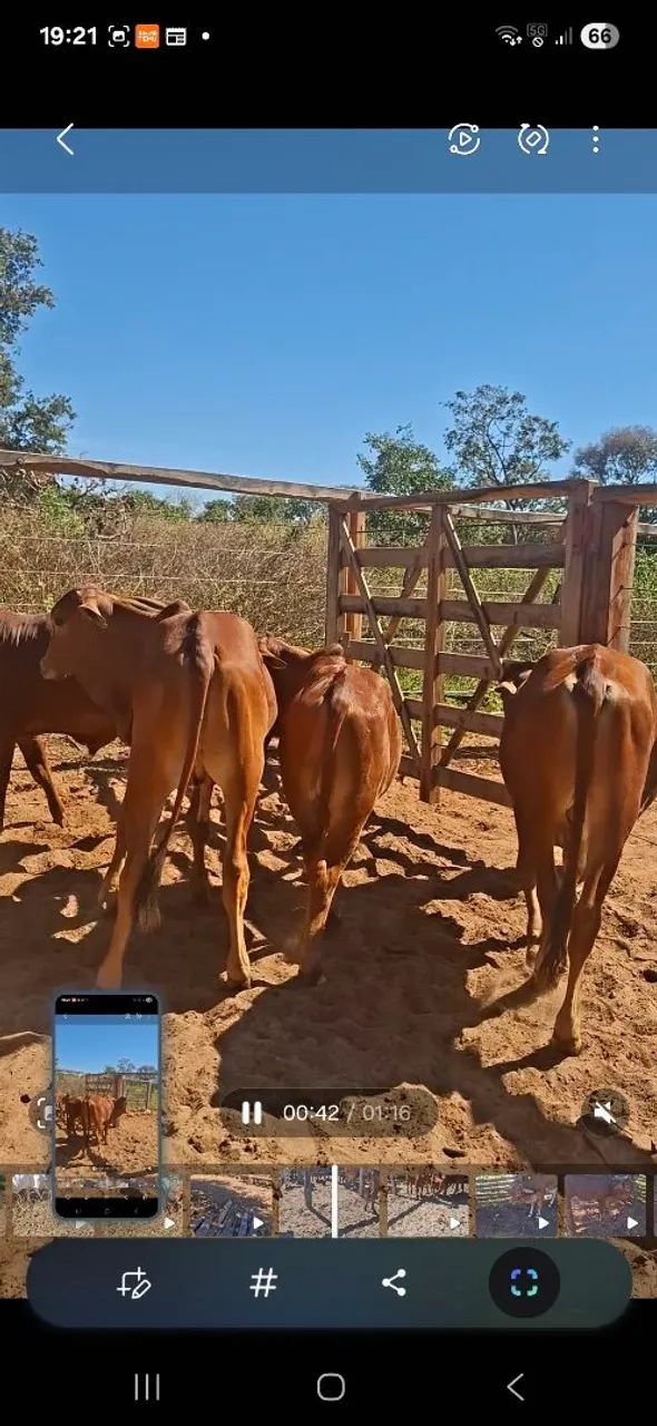 Garrotinhos Sindi - Foto 2