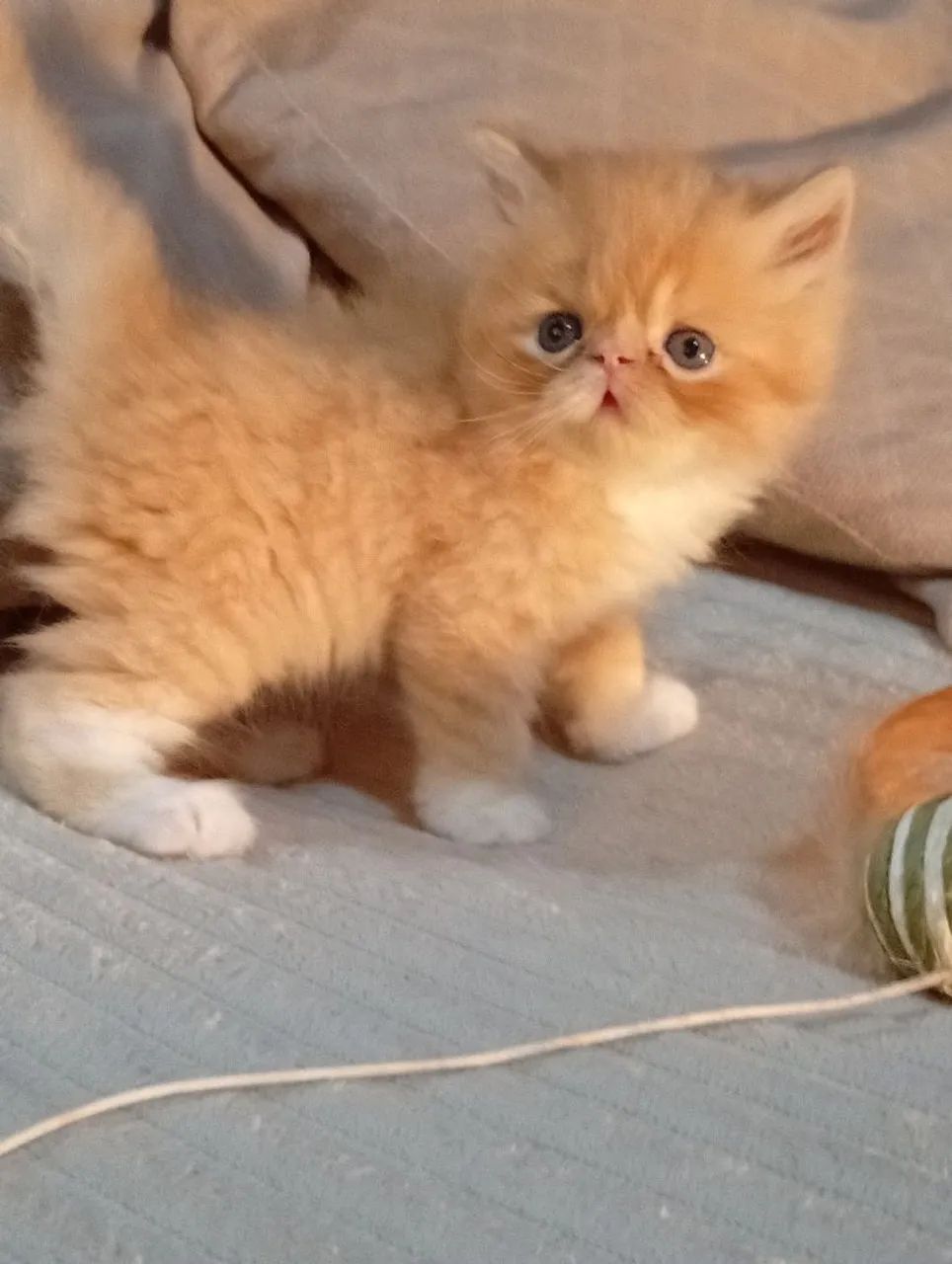 Filhotes de gato persa macho  - Foto 5