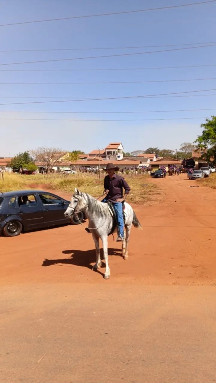Mangalarga  - Foto 2