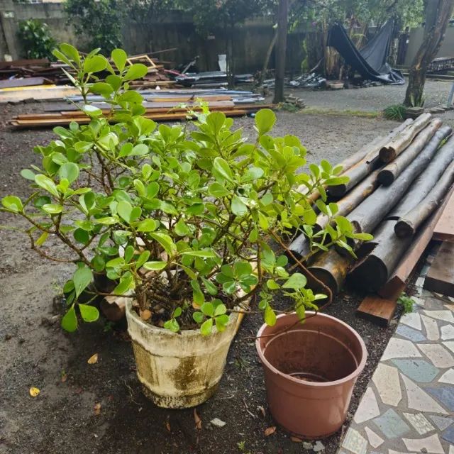 VASO COM PLANTA
