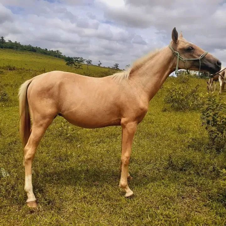 Potro QM 3/4
