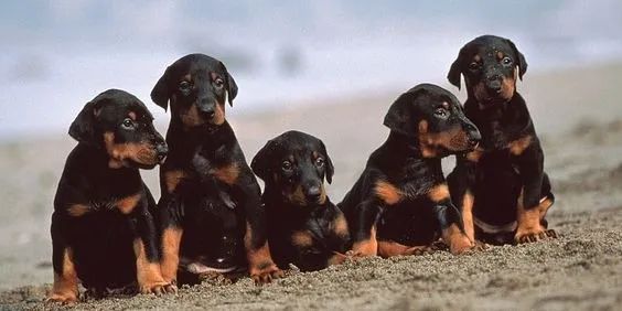 Doberman Machos e Femeas