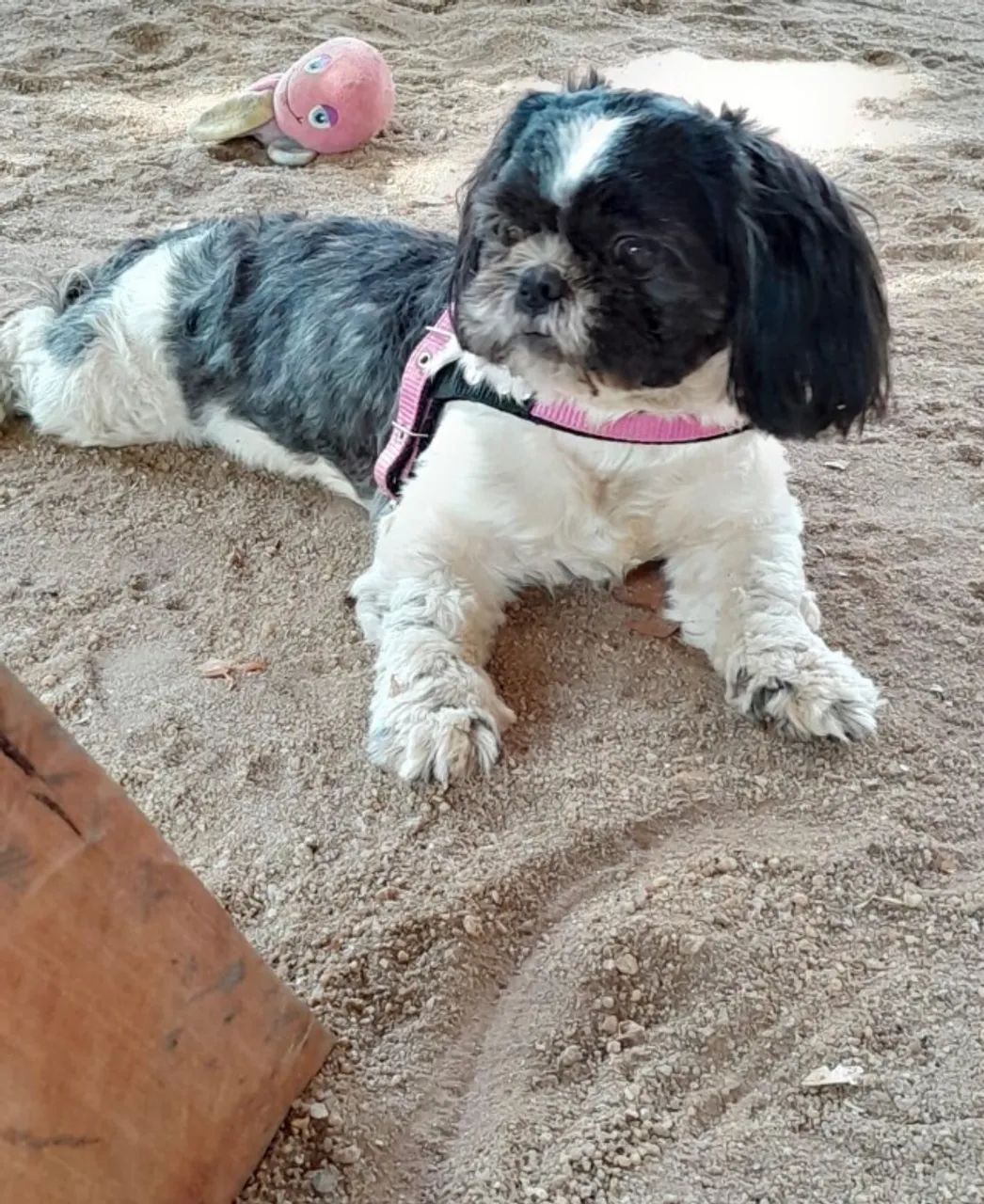 Cachorro  - Foto 5