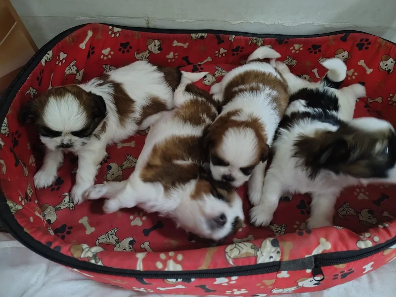 Cachorro - Foto 2