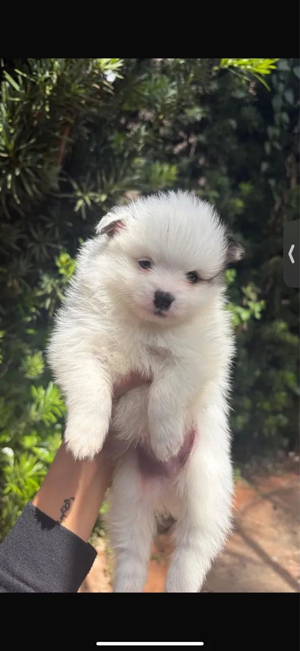 Spitz Alemão - Foto 3
