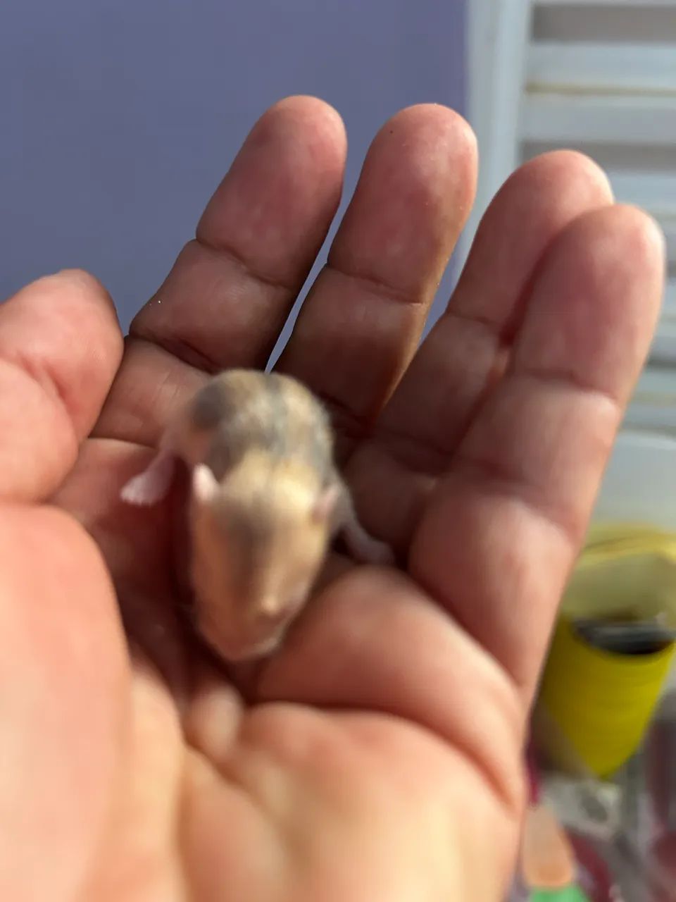 Hamster - Foto 2