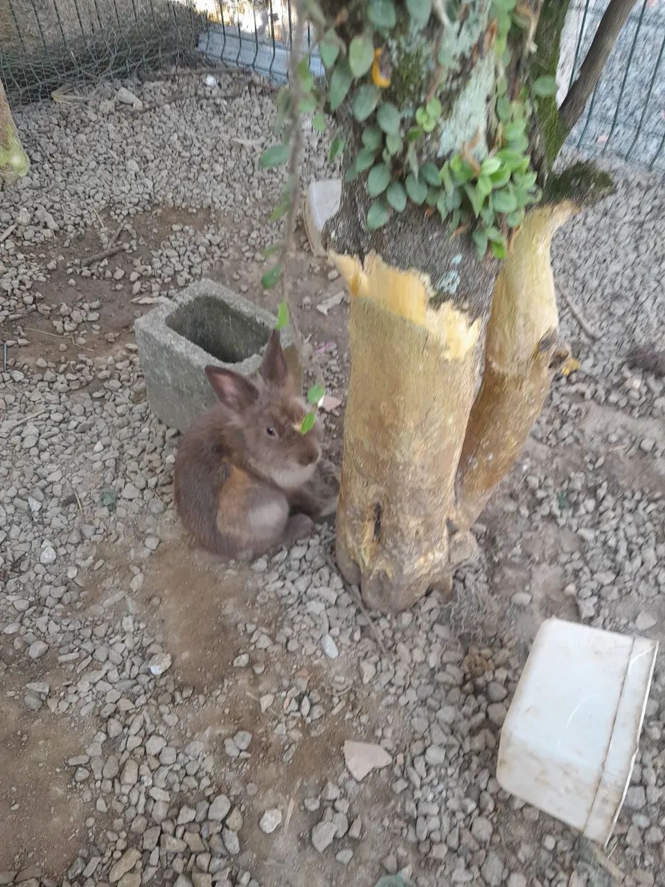 Coelhos  - Foto 5