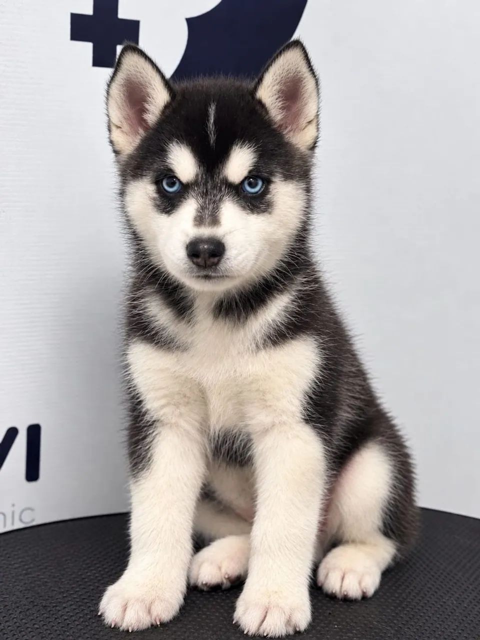 Husky siberiano