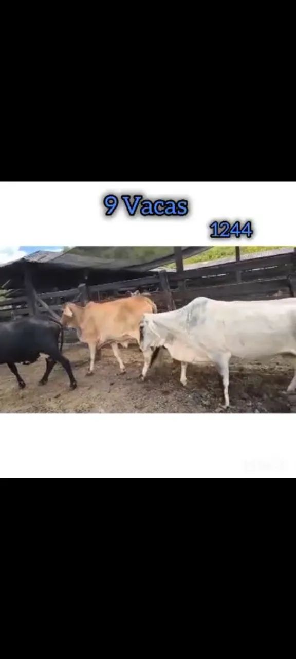 9 Vacas - Foto 3