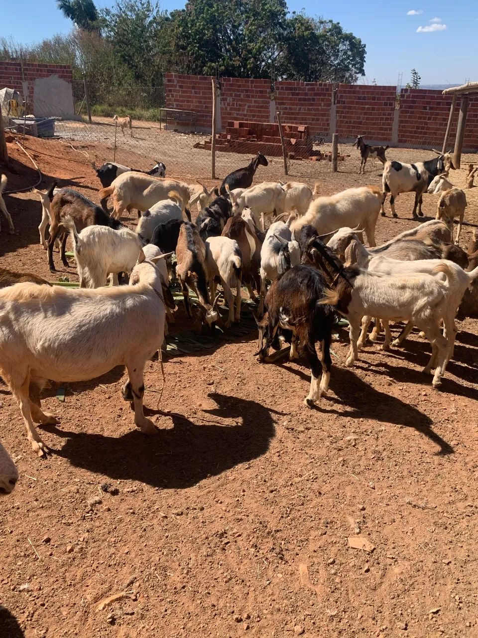 Cabras e bodes  - Foto 4