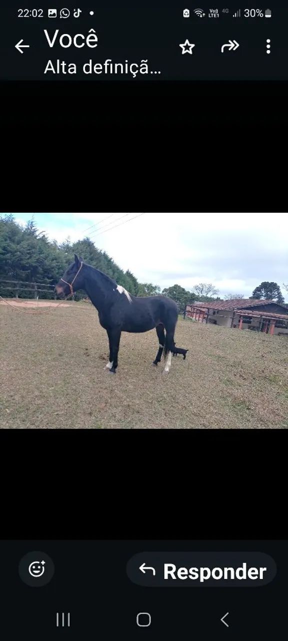 Garanhão MM registrado, preto Pampa