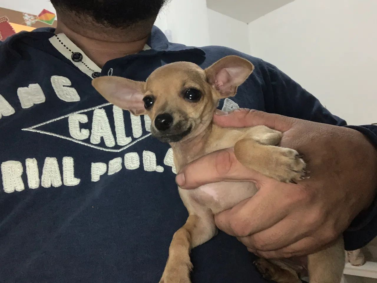 Pinscher 