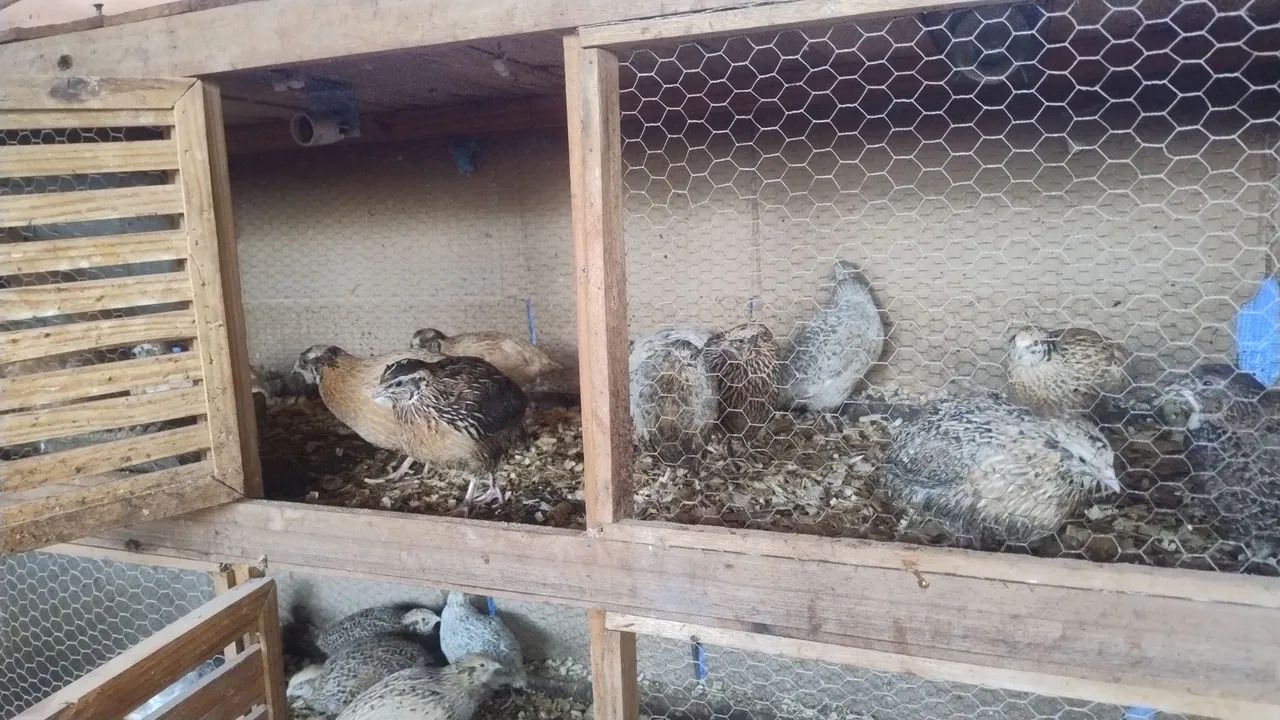 Codorna gigante  - Foto 2