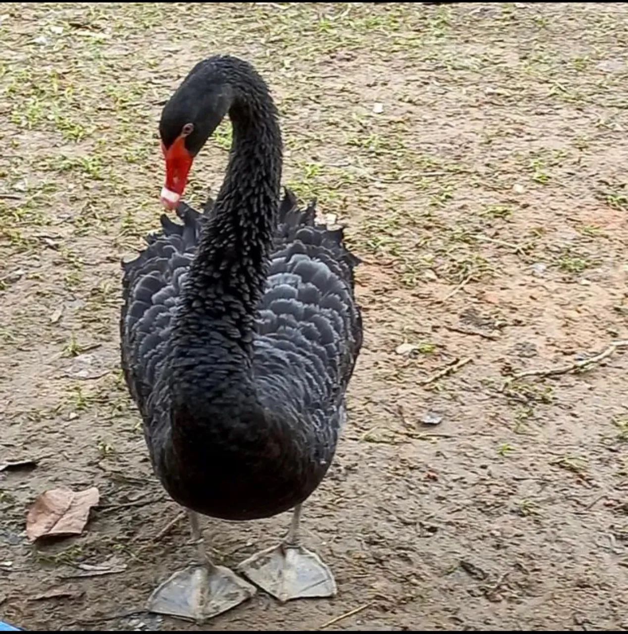 Filhotes de Cisne Negro  - Foto 6