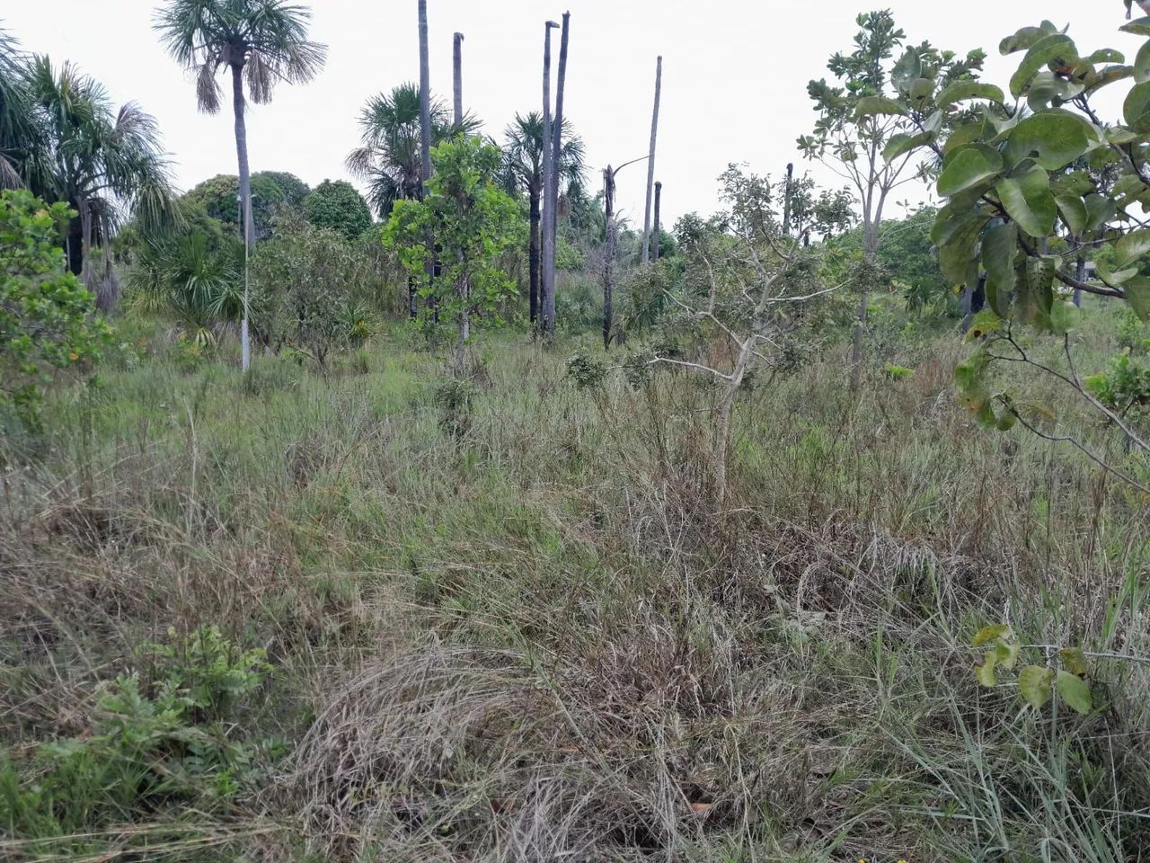 Vendo terrenos de chácara - Foto 4