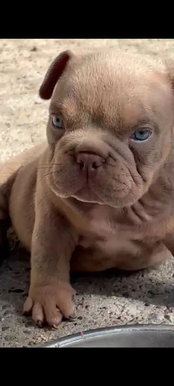 American Bully micro Auto Padrão  - Foto 5