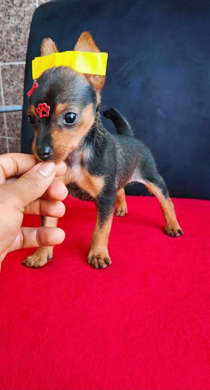 Pinscher 50 dias
