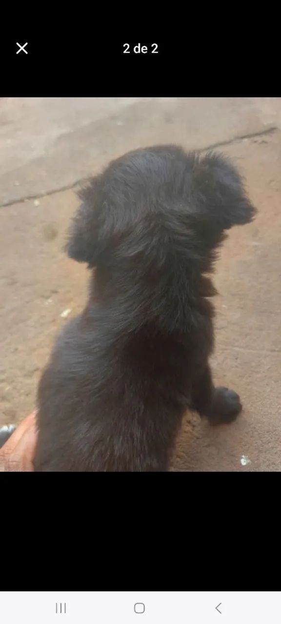 Cachorro  - Foto 2