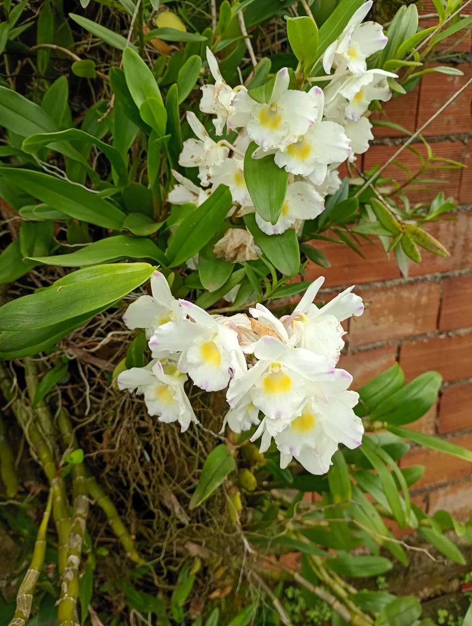 Jardineiro