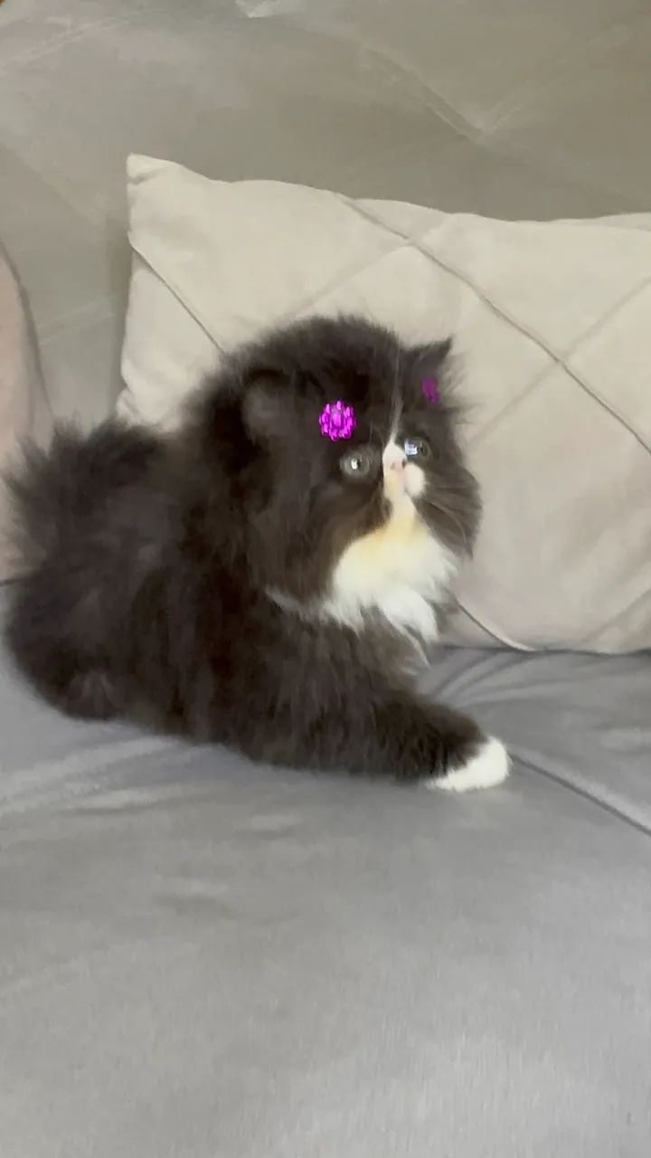 Gato persa - Foto 2