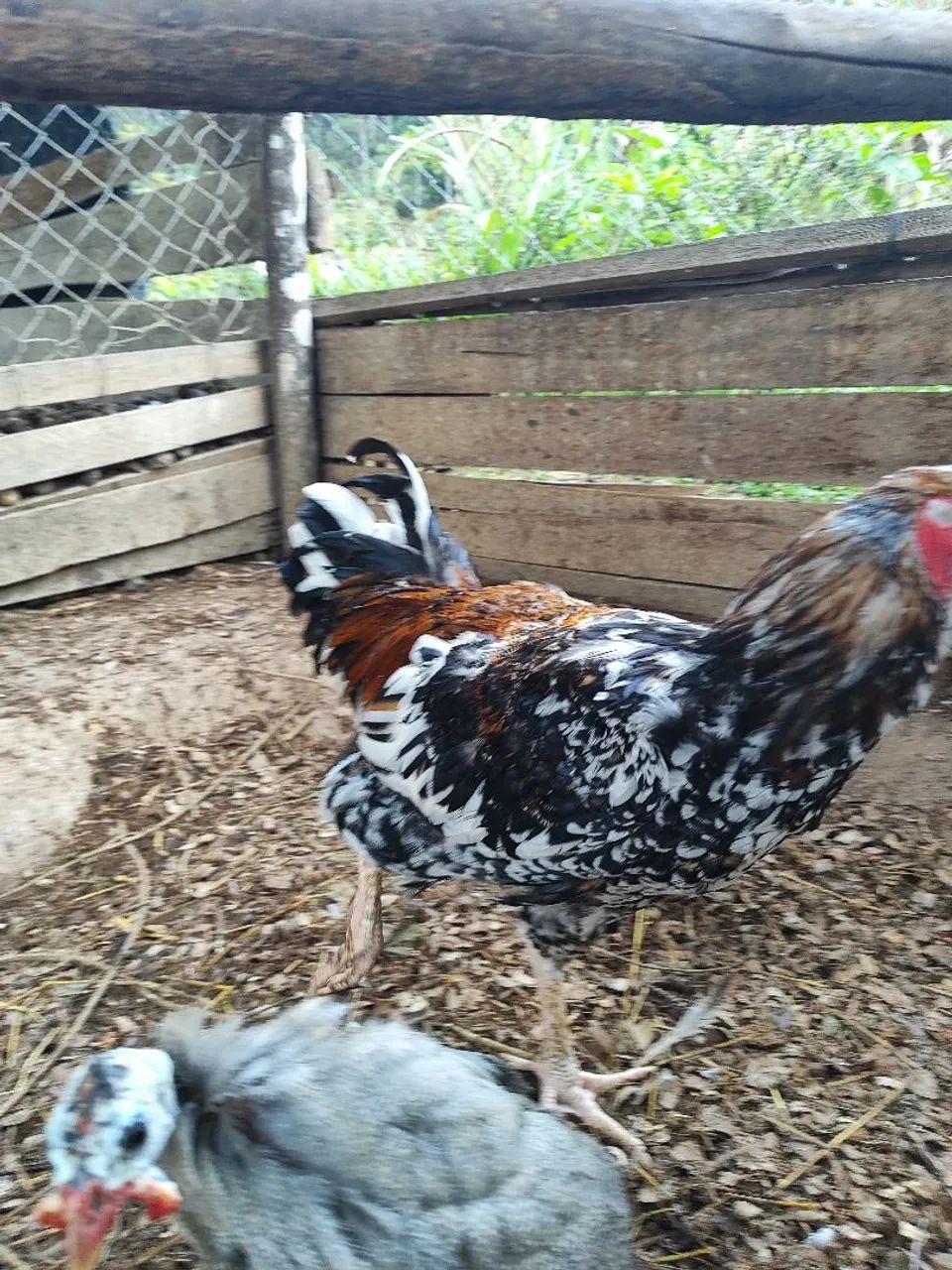 Frango Gsb - Foto 3