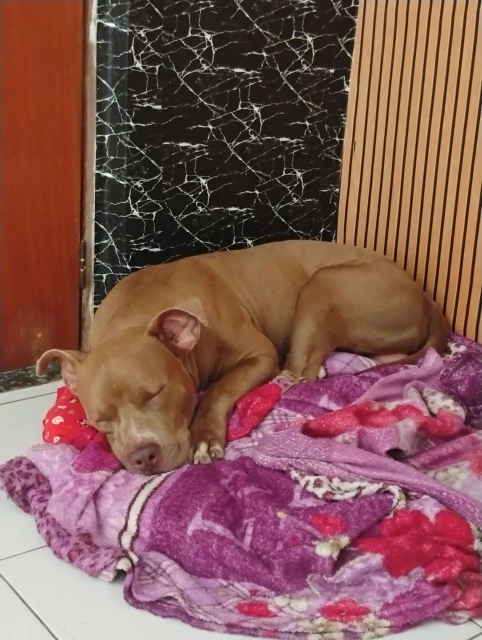 Pitbull macho com 2 anos - Foto 3