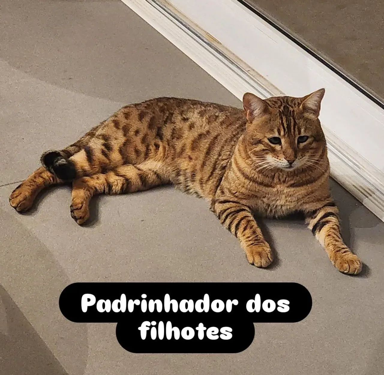 Gatos Bengal com pedigree  - Foto 5