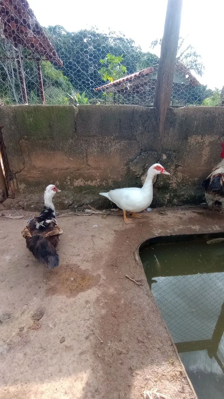 Patos e patas canoa  - Foto 3