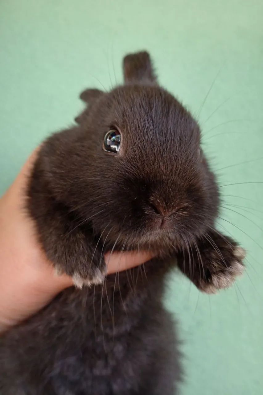 Vende-se coelhos - Foto 3