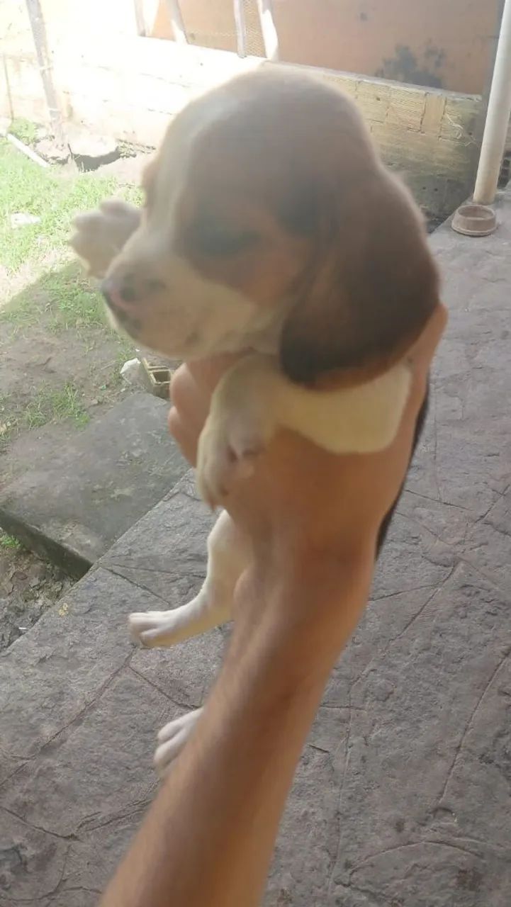 BEAGLE FILHOTE MACHO - Foto 5