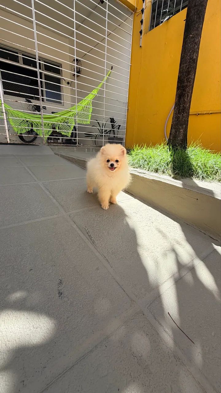 Spitz  alemão  - Foto 2