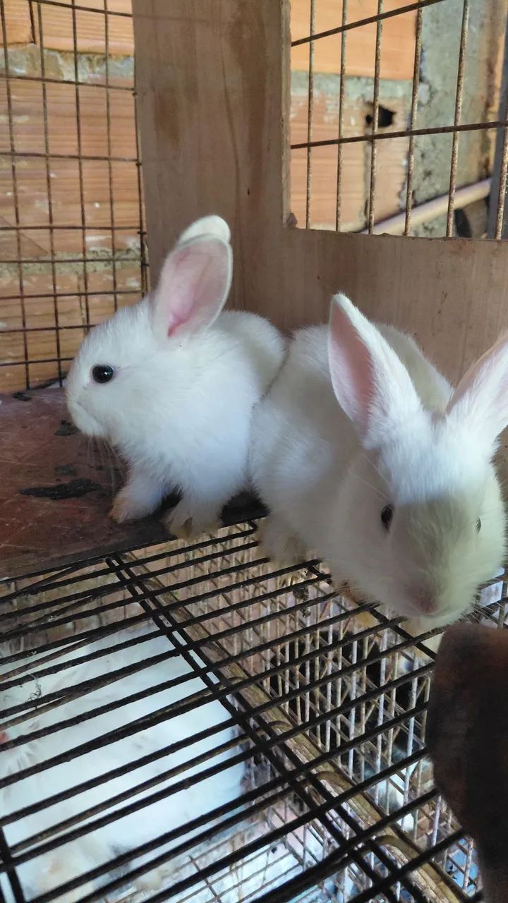 Coelhos - Foto 2
