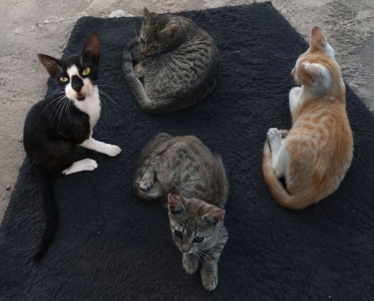 Gatinhos Para ADOÇÃO  - Foto 2