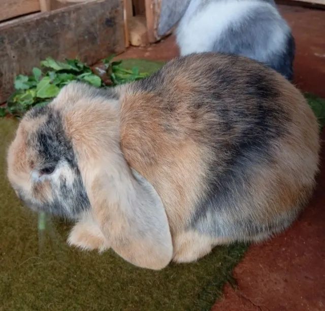 Mini coelhos  - Foto 2