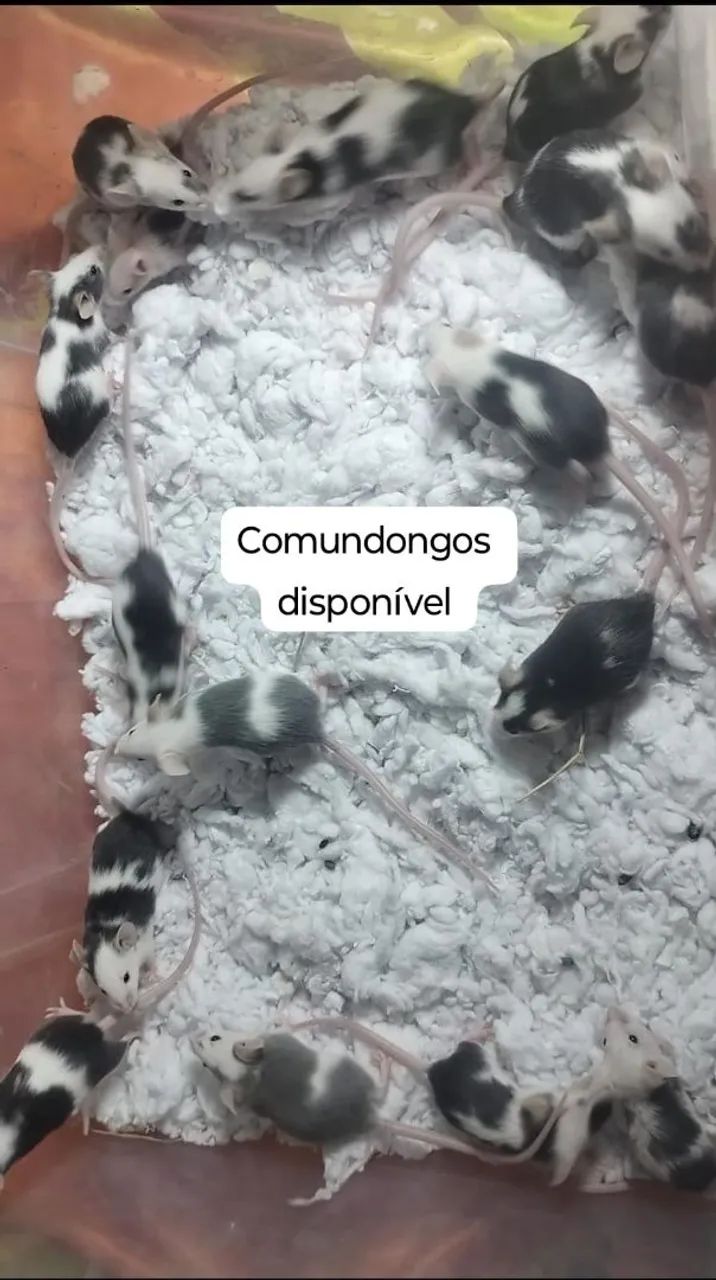 Comundongos disponível para pet 