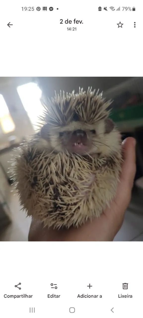 Coelho dócil e lindo 