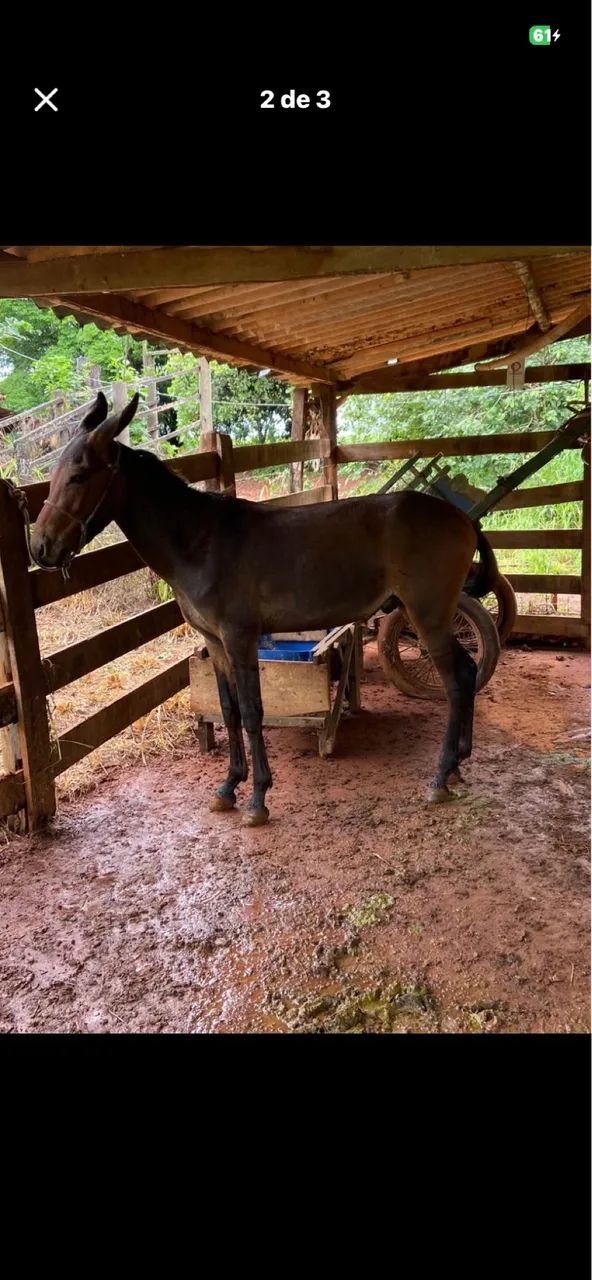 Vendo burro 