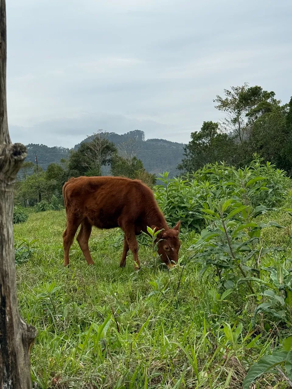 Terneira a venda  - Foto 2